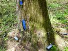 Měření stability stromů
