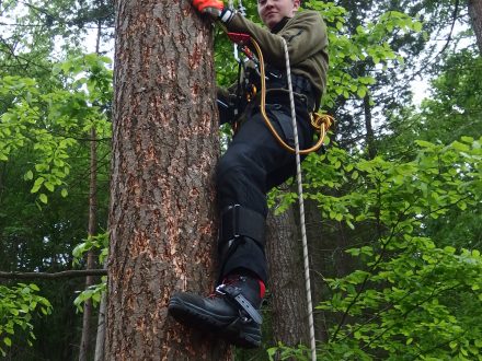 Sběr semen ze stojících stromů 3. B