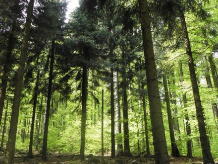 Výsledky přijímacího řízení - Lesnictví - kombinovaná forma studia
